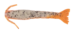 Berkley Gulp Shrimp 3 Inch Soft Plastic Lure 29 Berkley Gulp Shrimp 3 Inch Soft Plastic Lure -Sports Fishing Berkley Gulp Shrimp Soft Plastic Orange Belly Shrimp 4fad61da 33b3 4488 b3ec 0f59d364a39d