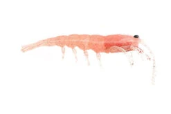 Pro Lure Prolure Clone Prawn Soft Plastic Lure 92mm -Sports Fishing ProlureClonePrawnSoftPlastic CrystalPink 4b2a22cc 8c62 4e35 ace7 a0ff747f2f4f